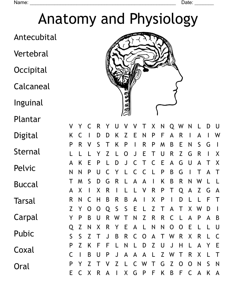 Anatomy And Physiology Word Search WordMint