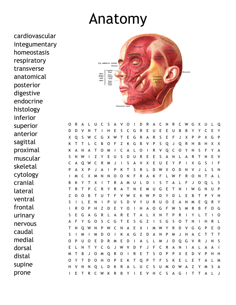 Anatomy U0026 Physiology Word Search WordMint