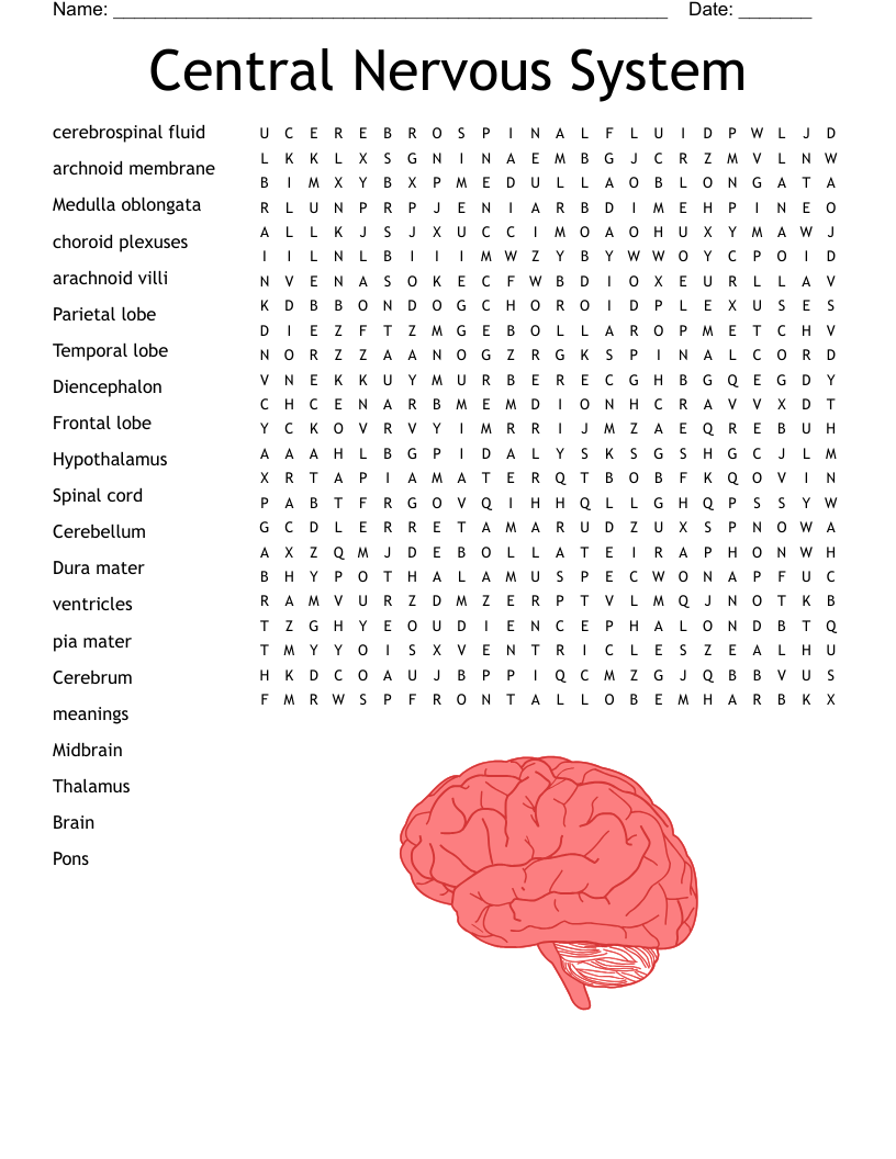 Nervous System Word Search Printable