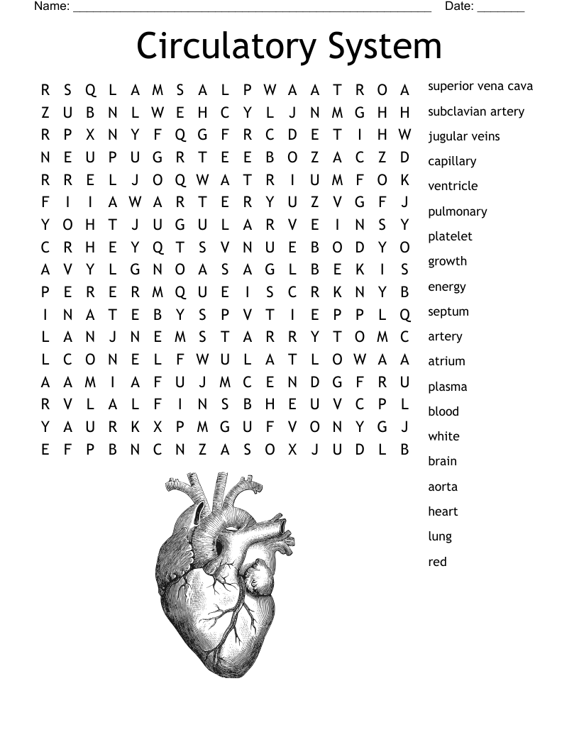 Circulatory Nervous System Word Search WordMint Circulatory Nervous System Word Search WordMint
