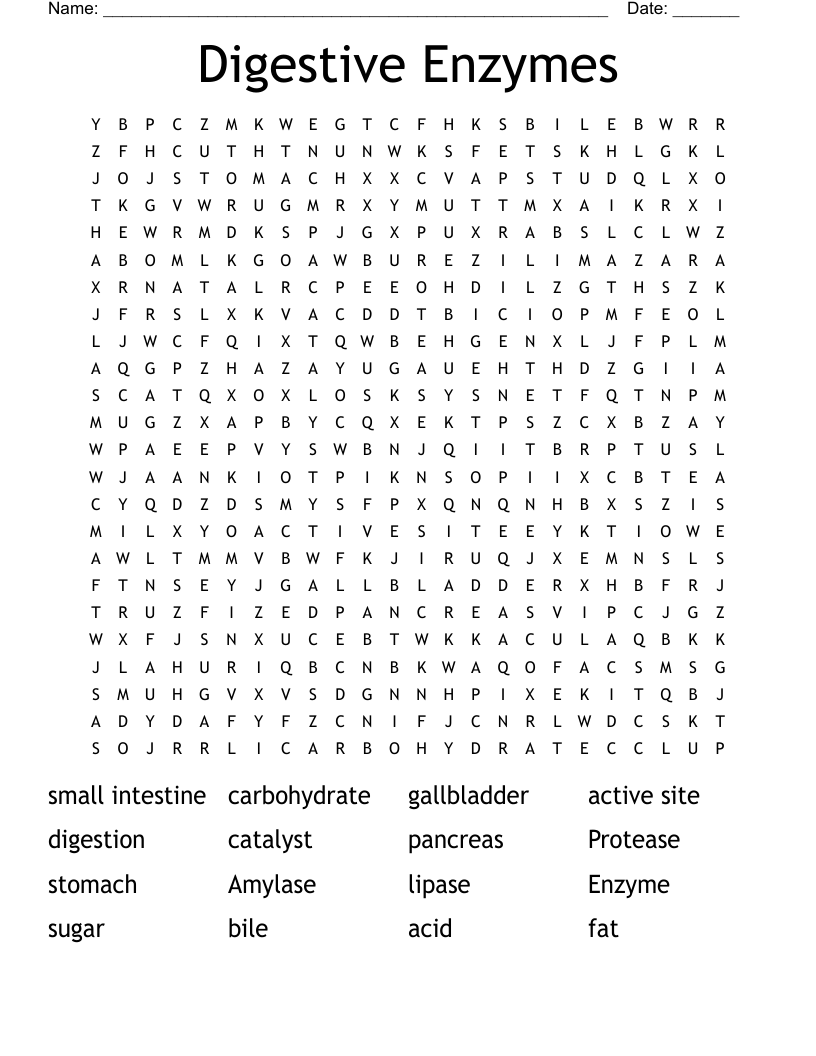 Digestive Enzymes Word Search WordMint