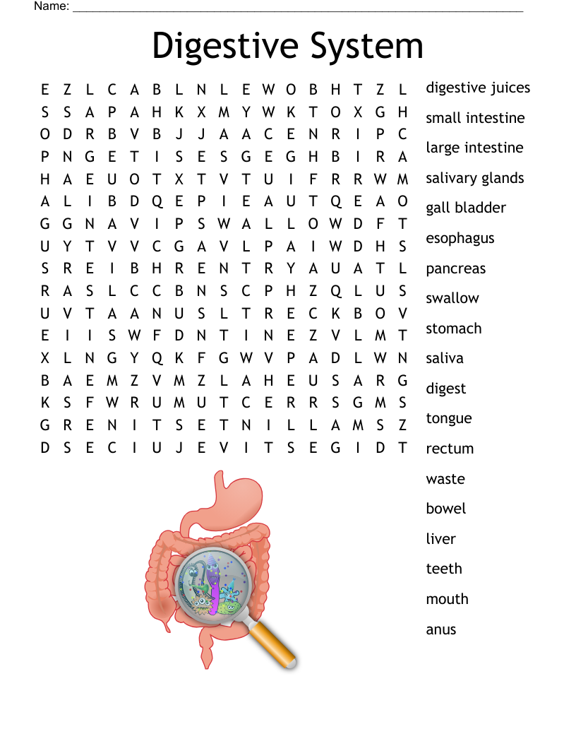 Digestive System Find A Word Word Search WordMint
