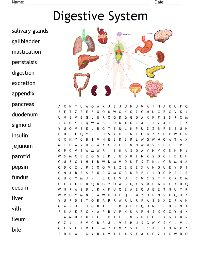 Digestive System Word Search WordMint