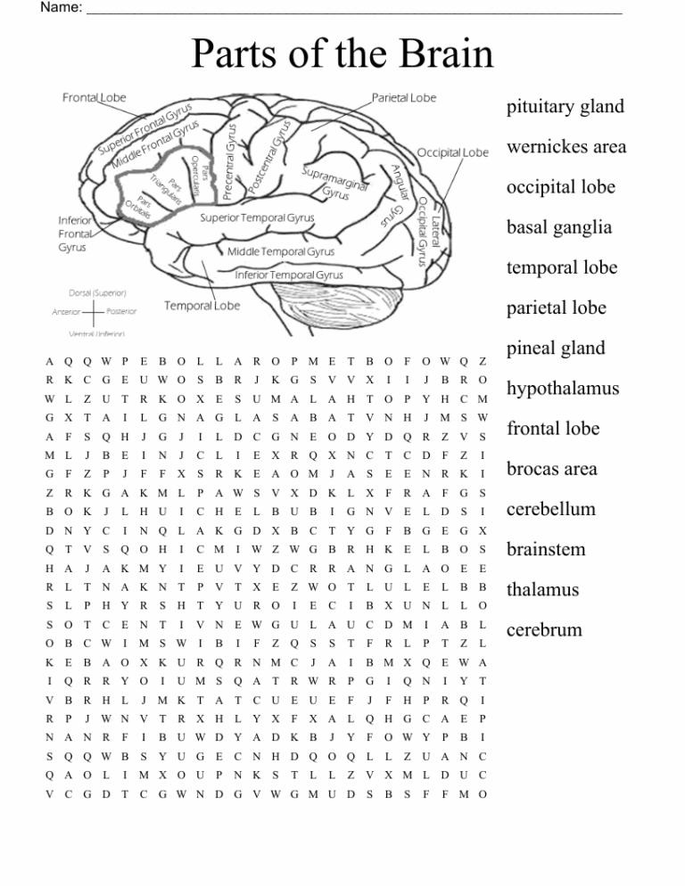 Parts Of The Brain Word Search WordMint