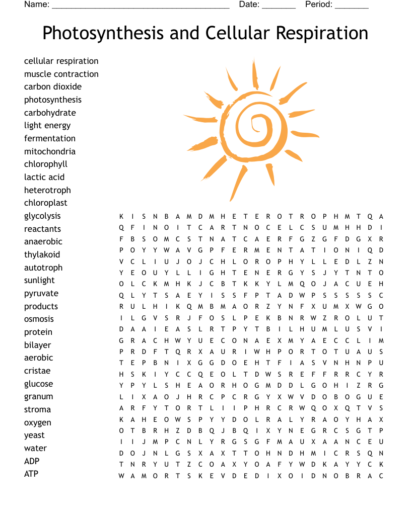 Photosynthesis And Cellular Respiration Word Search WordMint