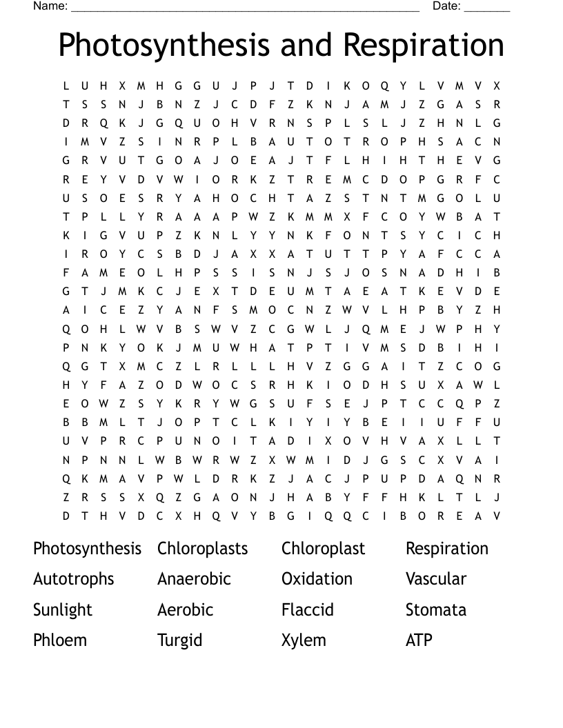 Photosynthesis And Respiration Word Search WordMint