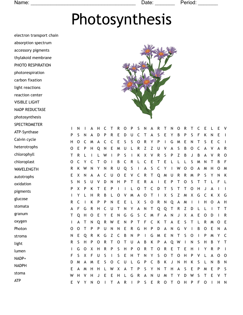 Photosynthesis Word Search WordMint