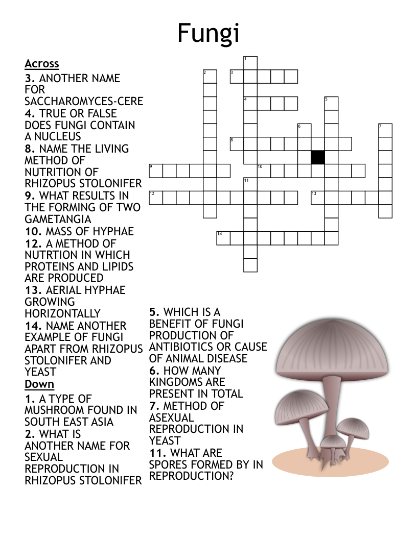 Protists And Fungi Word Search WordMint