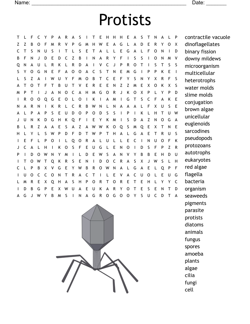 Protists Word Search WordMint