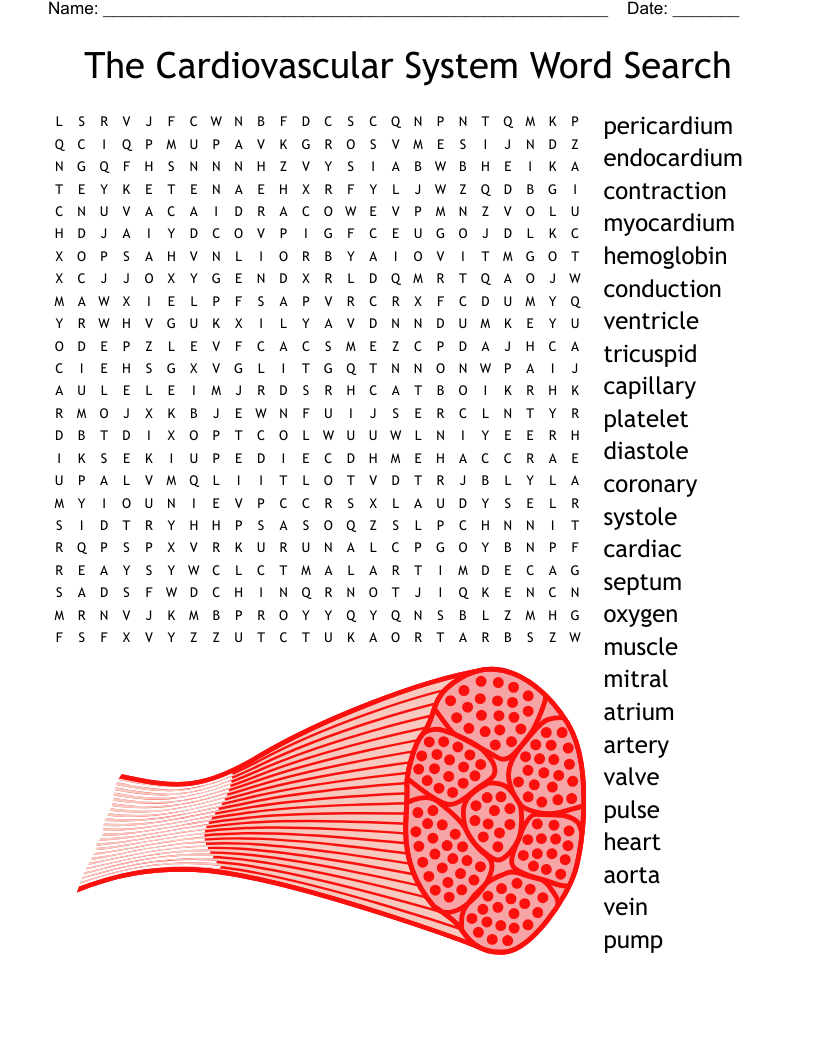 The Cardiovascular System Word Search WordMint