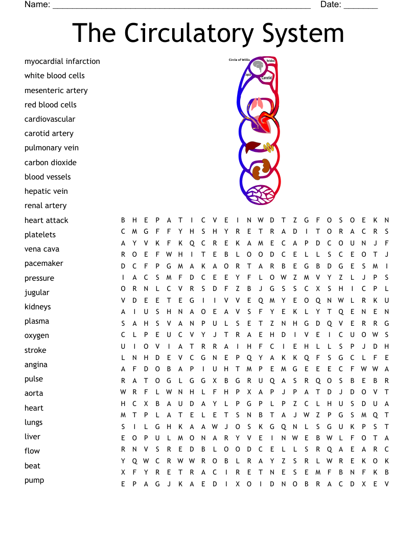 The Circulatory System Word Search WordMint