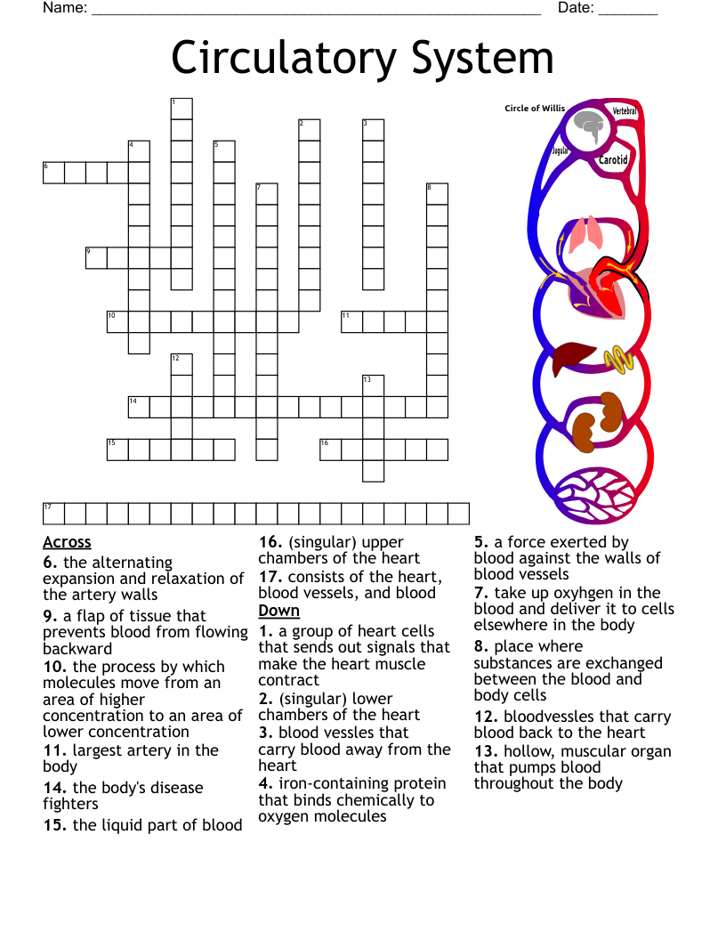 The Circulatory System Word Search WordMint