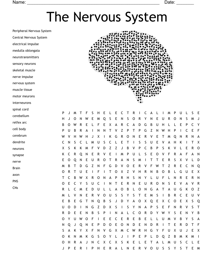 The Nervous System Word Search WordMint