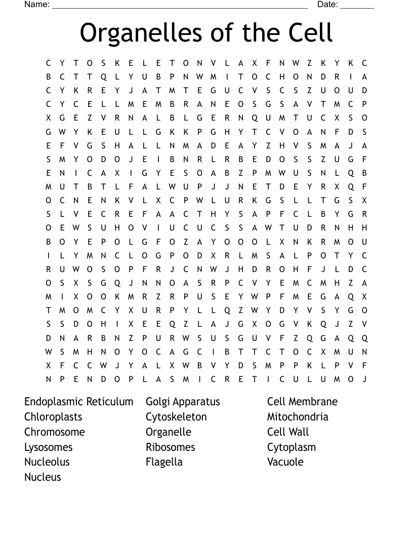 Organelles Of The Cell Word Search WordMint