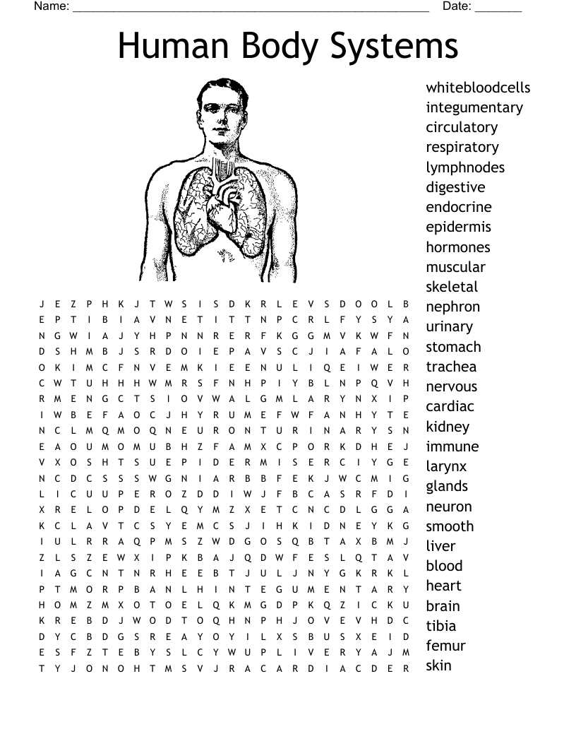 The Body Systems Word Search WordMint The Body Systems Word Search WordMint